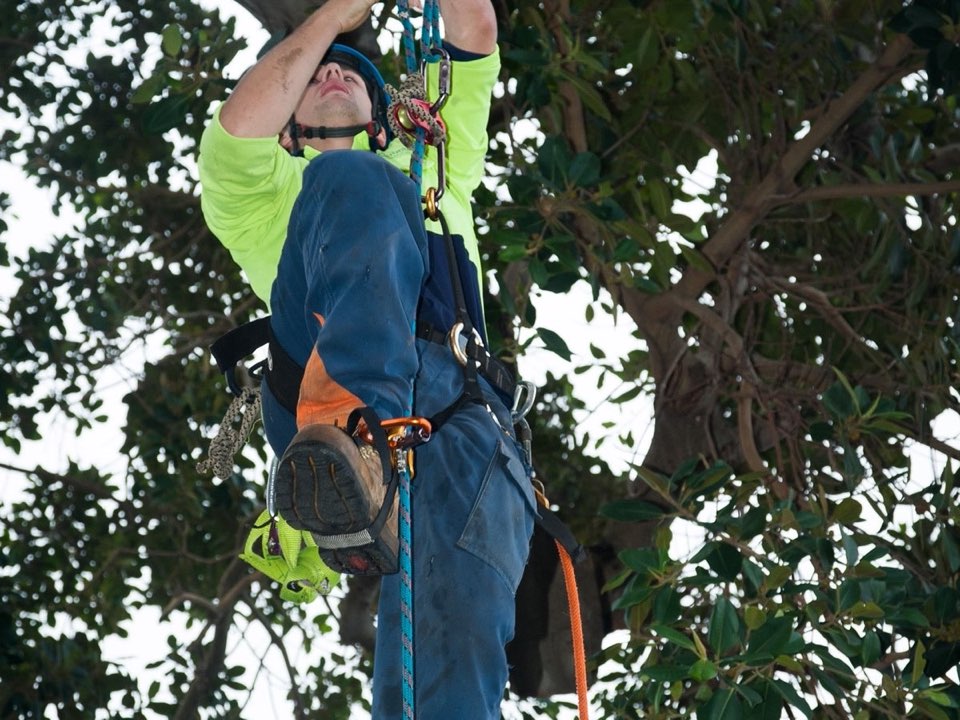 Qualified arborist working in a mature tree during a risk assessment in Merthyr Tydfil